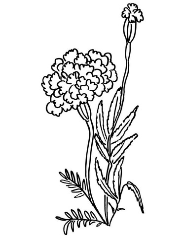 Marigolds  Coloring Page